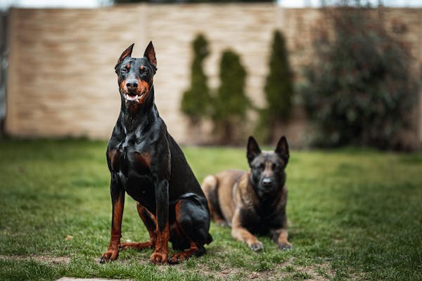 "Discover top-notch dog training methods, obedience tips, and bond training techniques at Canine Corners. Our expert insights and resources, like #DobermanTrainingTips and #DogTrainingWisdom, make it easy to housebreak your dog or puppy quickly. With Canine Corners, you'll find efficient and easy-to-read training guides, ensuring you'll never need a refund. Join our #CanineCornersTrainingJourney, and experience the magic of #DobermanBond. Explore PawsitiveDogCare and top-notch #CanineCornersDogTrainingResources for a pawsitive experience in your canine companion's training journey. Raise your dog's obedience and join us on a journey towards #TopDogTraining."