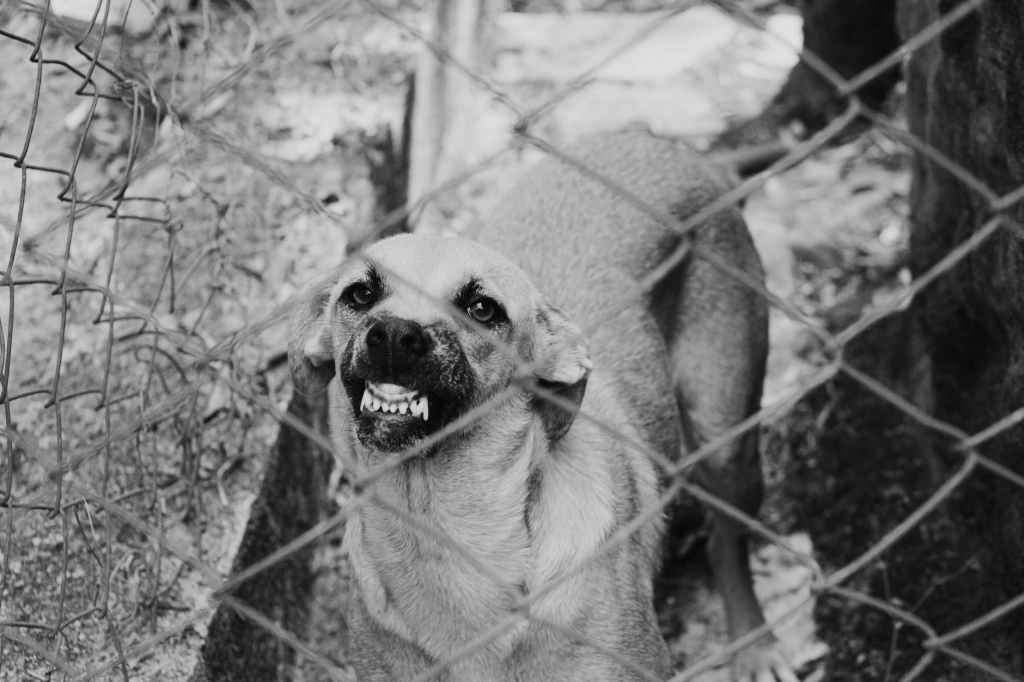 monochrome photo of an angry dog near chain link fence