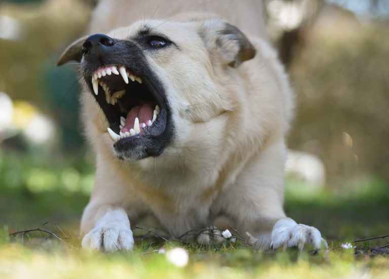 angry dog in close up photography