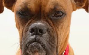 “Puppy Love Gone Wrong: Understanding the Causes and Behaviors of Jealous Dogs”